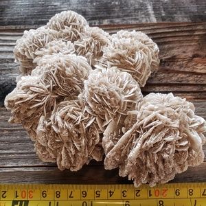 Desert Rose Beautiful Large